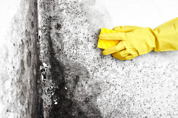 Best Residential Mold Remediation in Blossburg, PA