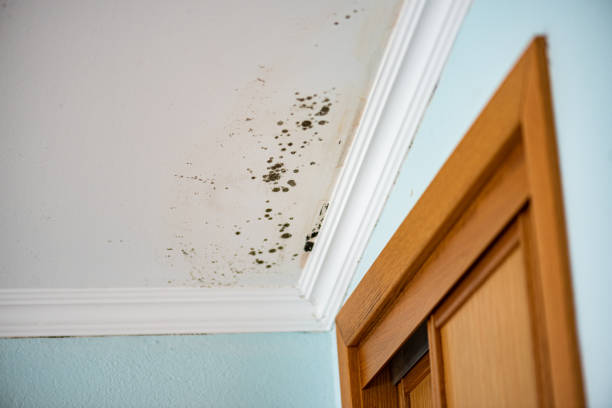 Best DIY Mold Remediation Support Services in Blossburg, PA