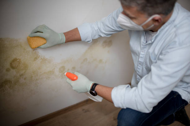 Best Health and Safety Mold Remediation in Blossburg, PA