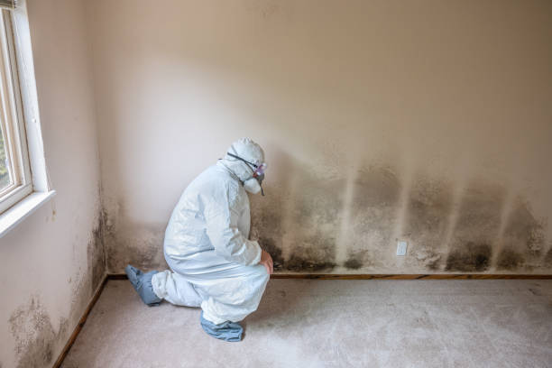 Best Black Mold Remediation in Blossburg, PA